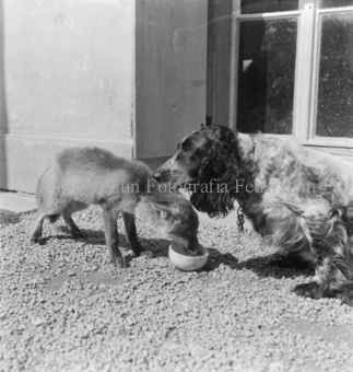 Fuchs frisst aus Napf, Hund neben ihm
