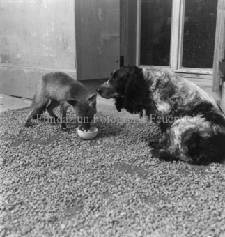 Fuchs frisst aus Napf, Hund neben ihm