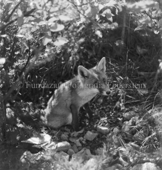 Fuchs vor Gestrüpp sitzend