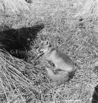 Fuchs hechelnd neben Getreidegarben liegend