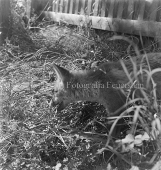 Fuchs bei Zaun