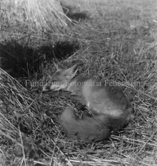 Fuchs bei Heuhaufen liegend