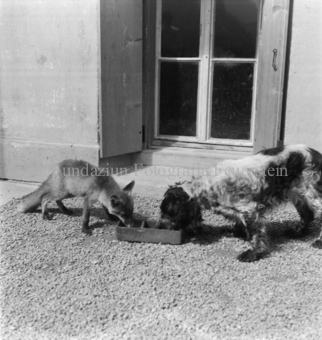 Fuchs und Hund fressen aus Näpfen