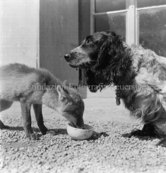 Fuchs aus Napf fressend, Hund aufschauend