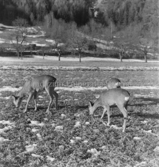 Drei Rehe grasen auf leicht verschneitem Boden