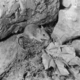 Bezeichnung Hülle: Tiere, Auerhenne / Frosch / Marder / Maus / Spuren / Dachsen / u. einzelne Tiere