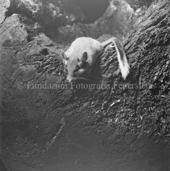 Bezeichnung Hülle: Tiere, Auerhenne / Frosch / Marder / Maus / Spuren / Dachsen / u. einzelne Tiere