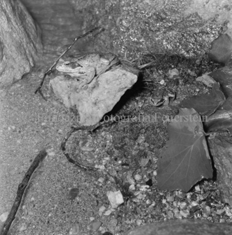 Bezeichnung Hülle: Tiere, Auerhenne / Frosch / Marder / Maus / Spuren / Dachsen / u. einzelne Tiere