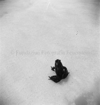 Bezeichnung Hülle: Tiere, Auerhenne / Frosch / Marder / Maus / Spuren / Dachsen / u. einzelne Tiere