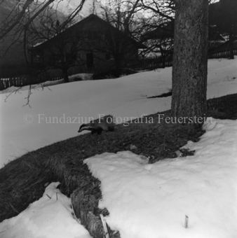 schneebedeckte Landschaft, Bezeichnung Hülle: Tiere, Auerhenne / Frosch / Marder / Maus / Spuren / Dachsen / u. einzelne Tiere
