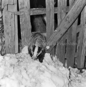Bezeichnung Hülle: Tiere, Auerhenne / Frosch / Marder / Maus / Spuren / Dachsen / u. einzelne Tiere