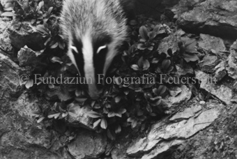 Bezeichnung Hülle: Tiere, Auerhenne / Frosch / Marder / Maus / Spuren / Dachsen / u. einzelne Tiere