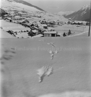 Bezeichnung Hülle: Tiere, Auerhenne / Frosch / Marder / Maus / Spuren / Dachsen / u. einzelne Tiere