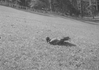 Steinadler, Bezeichnung Hülle: Adler, Auerhennen in Thusis 6 x 9 cm, 1945