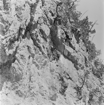 Steinadler, Bezeichnung Hülle: Adler