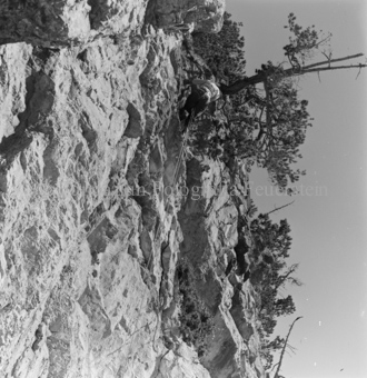 Steinadler, Bezeichnung Hülle: Adler