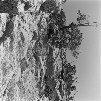 Steinadler, Bezeichnung Hülle: Adler