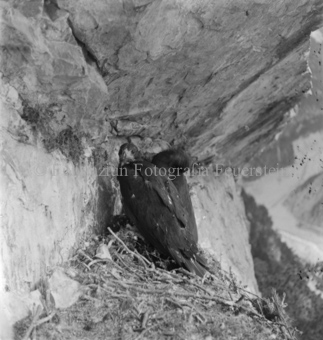 Steinadler, Bezeichnung Hülle: Adler