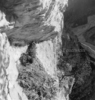 Steinadler, Bezeichnung Hülle: Adler