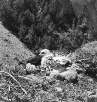 Steinadler, Bezeichnung Hülle: Adler