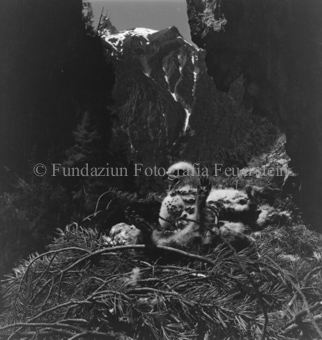 Steinadler, Bezeichnung Hülle: Adler