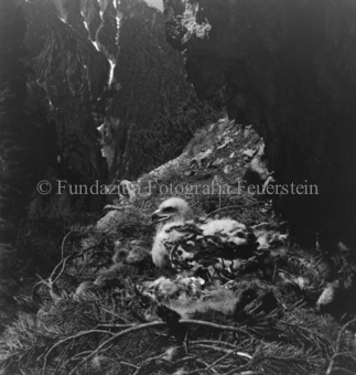 Steinadler, Bezeichnung Hülle: Adler