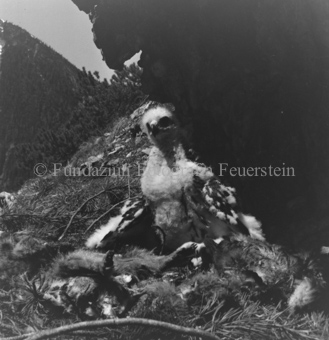 Steinadler, Bezeichnung Hülle: Adler