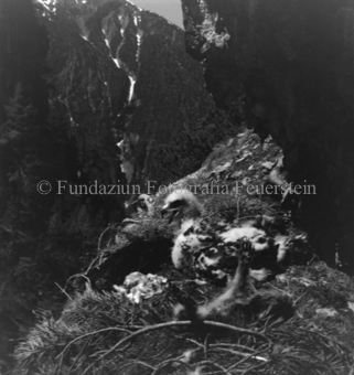 Steinadler, Bezeichnung Hülle: Adler