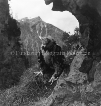 Mauserndes Adlerjunges unter Felsvorsprung