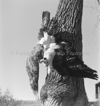Bezeichnung Hülle: Adler