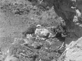Adlerküken in Nest