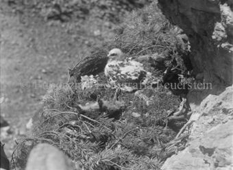 Adlerküken in Nest, Murmeltierüberreste