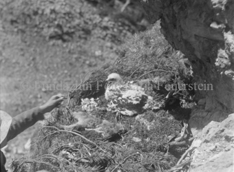 Adlerküken in Nest, Hand von Mann