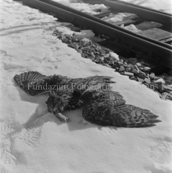 Toter Uhu neben Bahngleis im Schnee, Flügel ausgebreitet und Maus im Schnabel