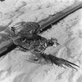 Toter Greifvogel an Bahngleis