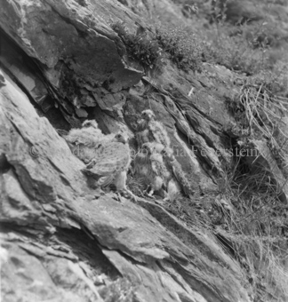 Gruppe Küken an Felswand