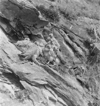 Gruppe Küken an Felswand