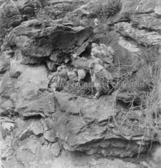 Uhuküken mit drei Falkenküken an Felswand