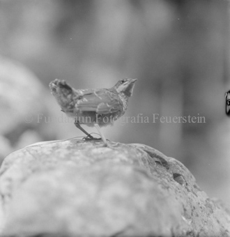 Wasseramsel auf Stein, Schnur um ein Bein