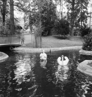 Bezeichnung Hülle: Schwan, Schlange