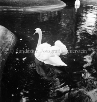 Bezeichnung Hülle: Schwan, Schlange