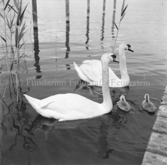 Bezeichnung Hülle: Schwan, Schlange