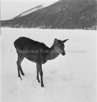 Serie: Wild in Not, Bezeichnung Hülle: Wild in Not