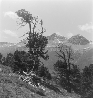 Serie: Nationalpark, Arvenwald, Til Rieser, Bezeichnung Hülle: Nationalpark, Nationalpark Arvenwald mit Personen, Val Mingèr; Nationalpark Til Rieser