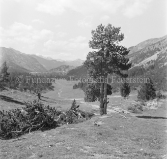 Serie: Nationalpark, Arvenwald, Til Rieser, Bezeichnung Hülle: Nationalpark, Nationalpark Arvenwald mit Personen, Val Mingèr; Nationalpark Til Rieser
