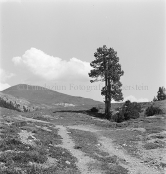 Serie: Nationalpark, Arvenwald, Til Rieser, Bezeichnung Hülle: Nationalpark, Nationalpark Arvenwald mit Personen, Val Mingèr; Nationalpark Til Rieser