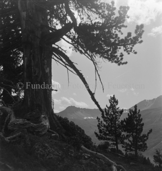 Serie: Nationalpark, Arvenwald, Til Rieser, Bezeichnung Hülle: Nationalpark, Nationalpark Arvenwald mit Personen, Val Mingèr; Nationalpark Til Rieser
