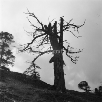 Serie: Nationalpark, Arvenwald, Bezeichnung Hülle: Nationalpark, Nationalpark Arvenwald mit Personen, Val Mingèr; Nationalpark Til Rieser