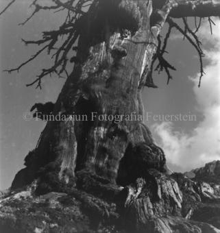 Serie: Nationalpark, Arvenwald, Til Rieser, Bezeichnung Hülle: Nationalpark, Nationalpark Arvenwald mit Personen, Val Mingèr; Nationalpark Til Rieser