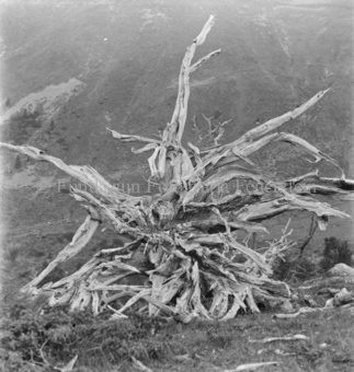 Serie: Nationalpark, Arvenwald, Bezeichnung Hülle: Nationalpark, Nationalpark Arvenwald mit Personen, Val Mingèr; Nationalpark Til Rieser